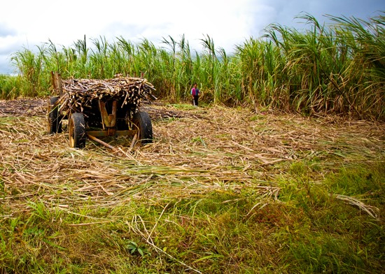 sugarcane01.jpg