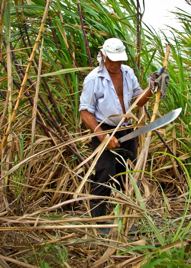 sugarcane02.jpg