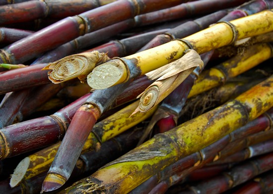 sugarcane03.jpg
