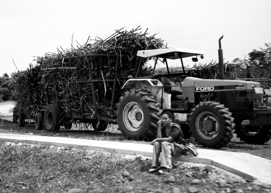 sugarcane04.jpg