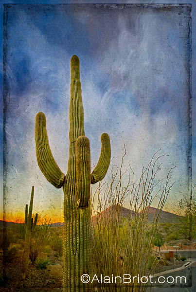 Saguaro-Blackstone-AZ.jpg