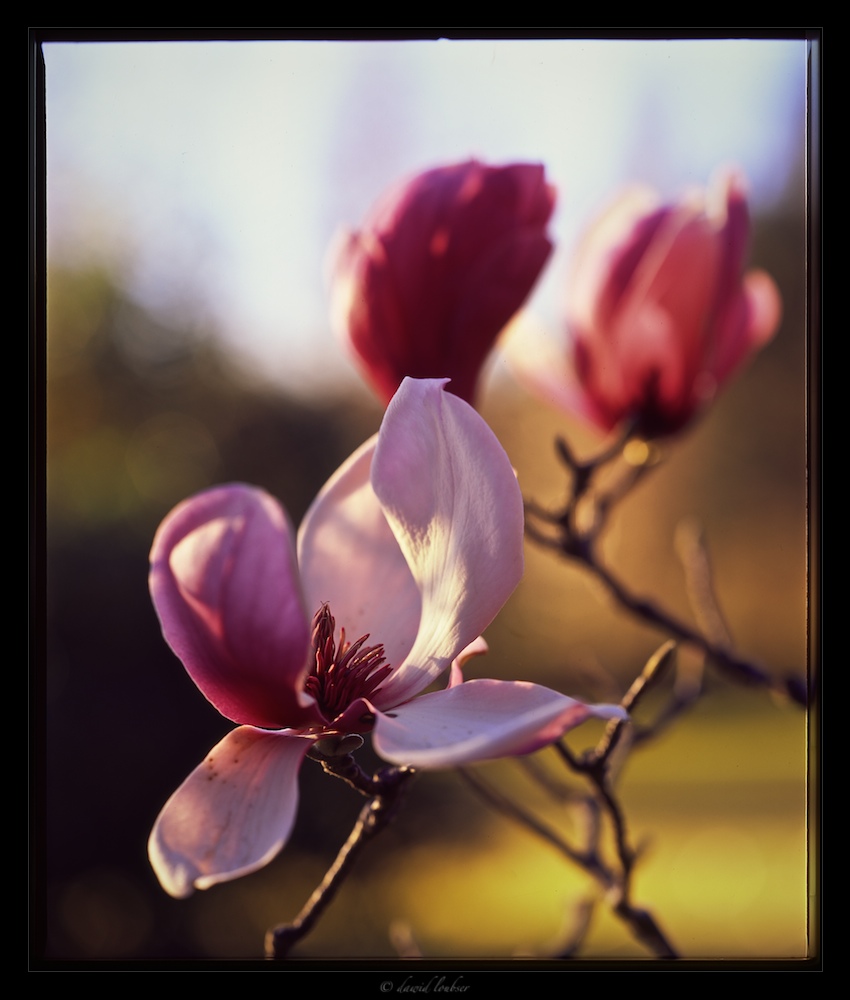 One_magnolia_at_a_time_by_philosomatographer.jpg