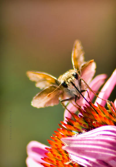summer_moth_II_by_bad95killer.jpg