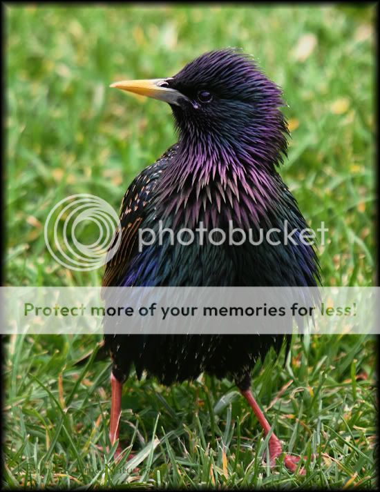 fluffystarling.jpg