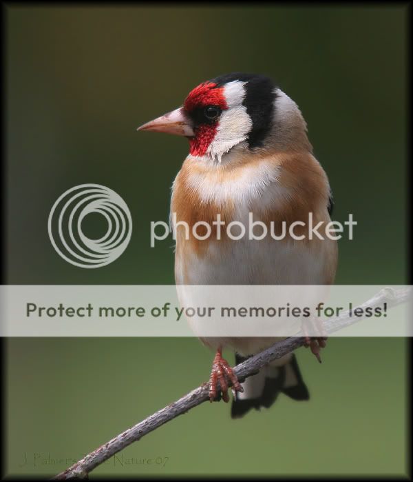 goldfinch3side.jpg