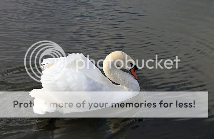 Swan-backwardglance_700px.jpg