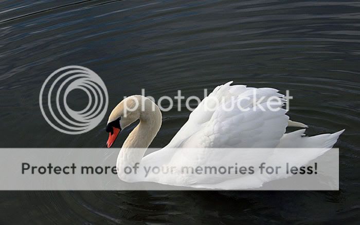 Swan-classicpose_700px.jpg