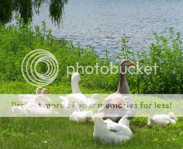 Ducks4.jpg