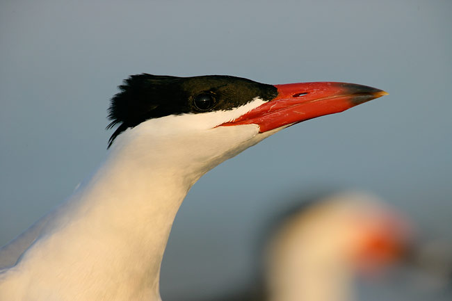 CaspianTernandSkimmer.jpg