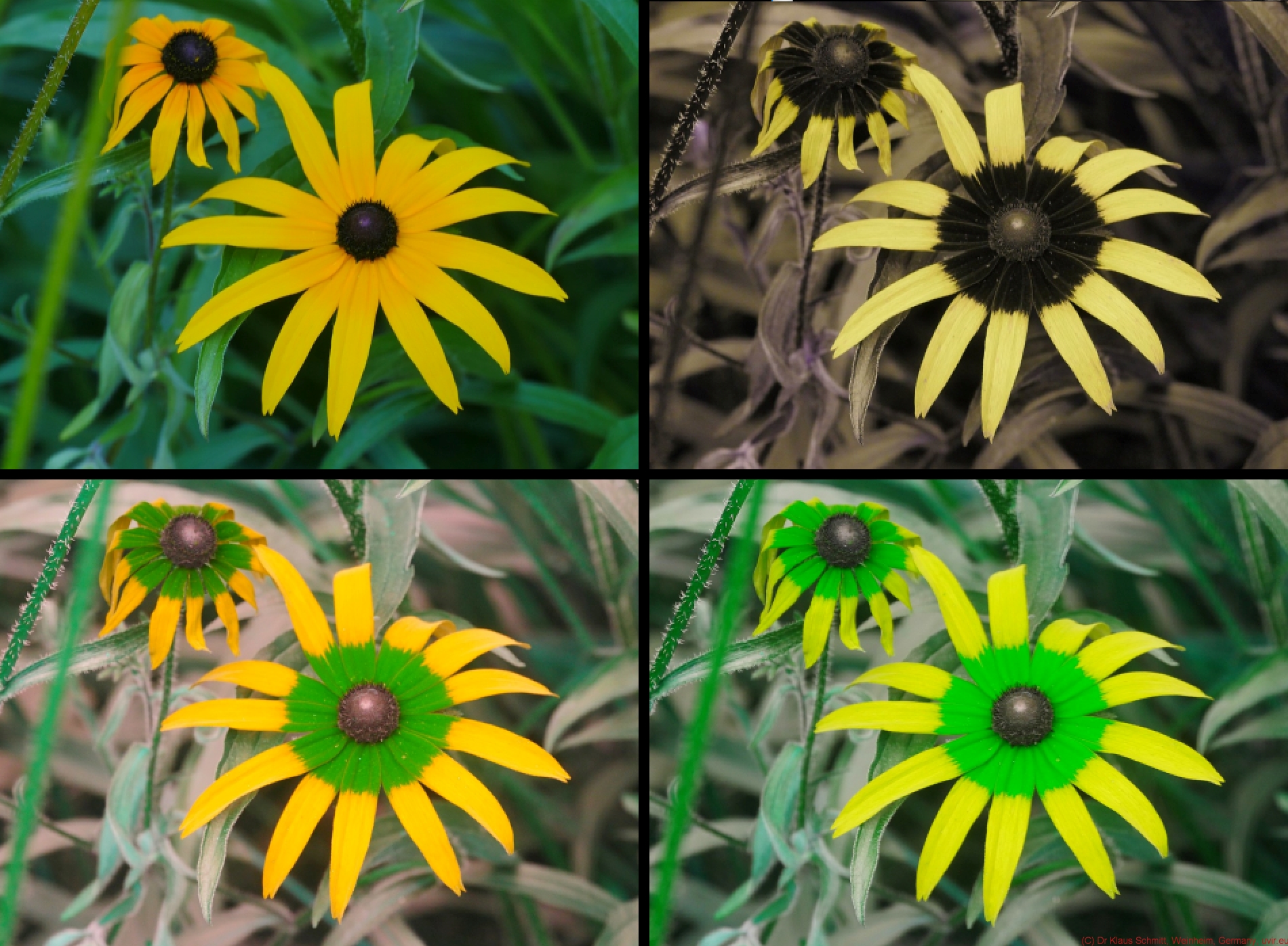 167681143.3a4MZ3ar.Rudbeckia_mis_2018_VISUVBUBV_2a_c.jpg