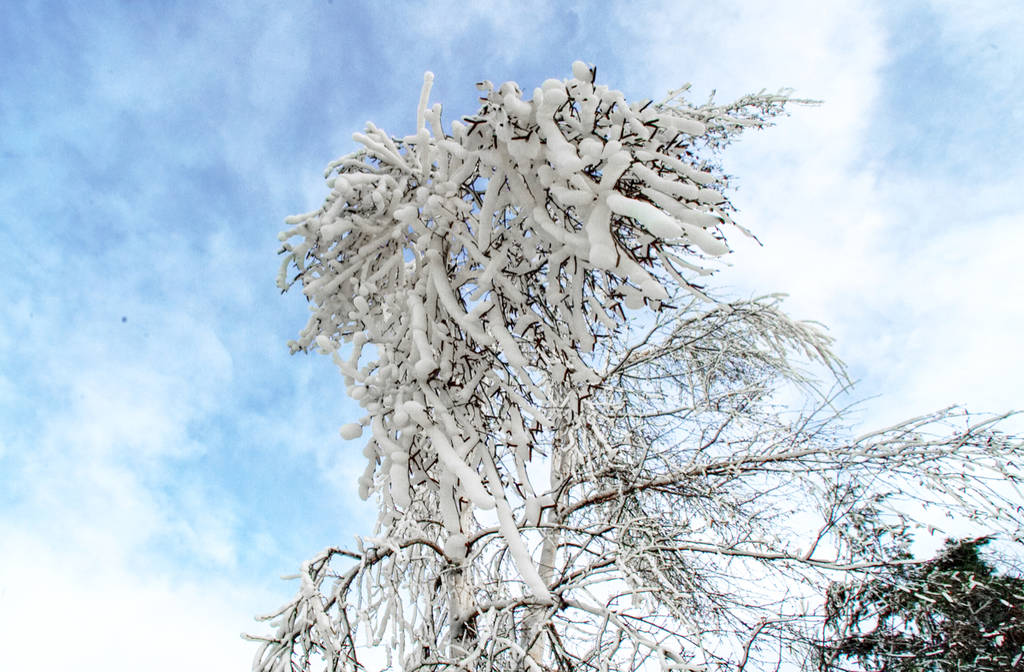 ice_tree_by_rufusthered_dcup8dl-fullview.jpg