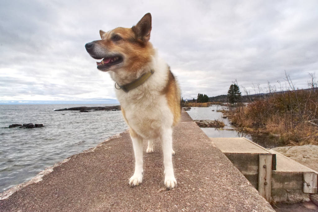 grand_marais__minnesota__sammy_the_dog_by_rufusthered_dcvy8js-fullview.jpg