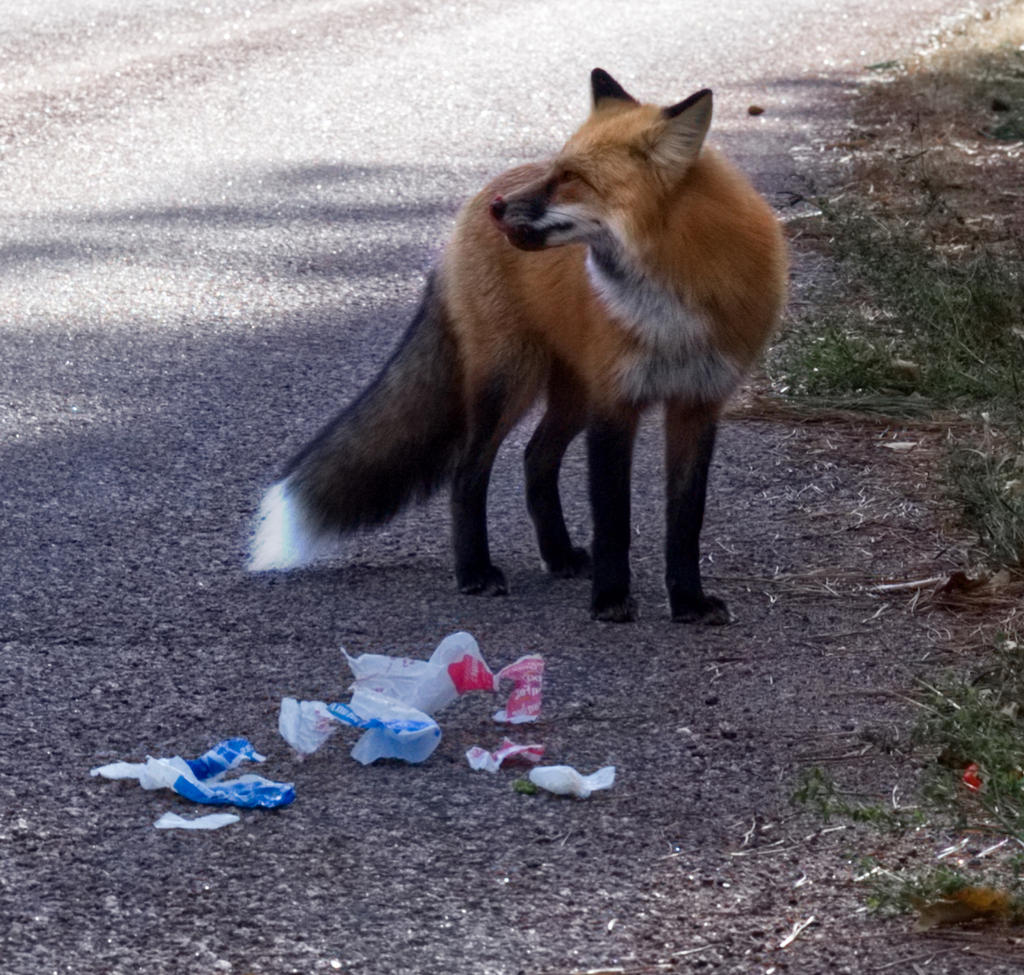hungry_fox_by_rufusthered-dcqxmj5.jpg