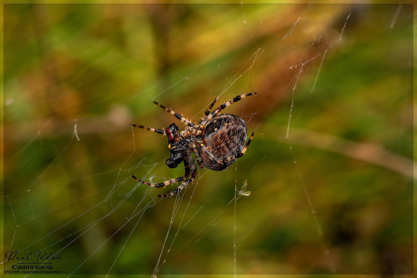 15mm_spider_prey_00_4k_1800-X3.jpg