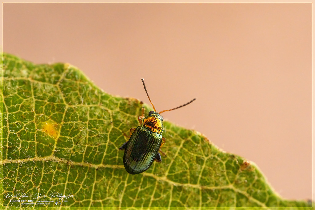 green_beetle_small_4k_1800-XL.jpg