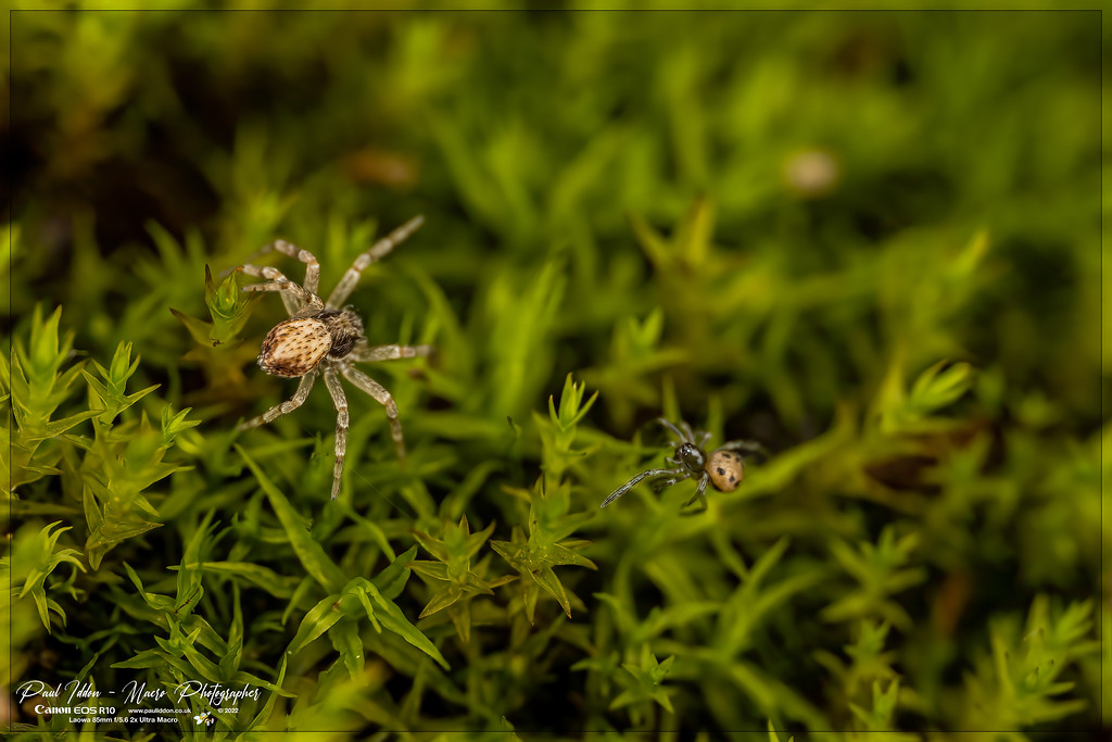 two_spiders_a_4k_2000-XL.jpg