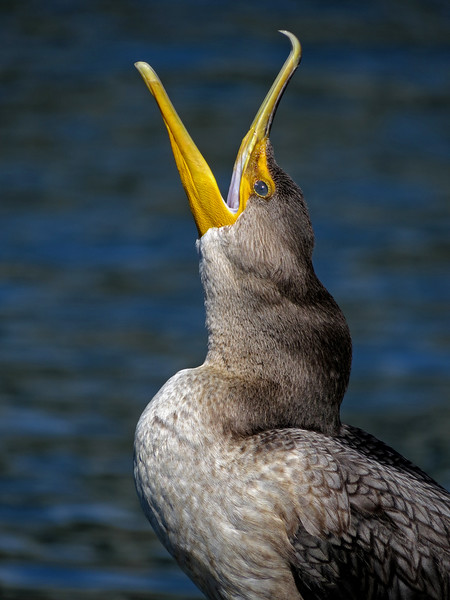 glorious%20cormorant-L.jpg